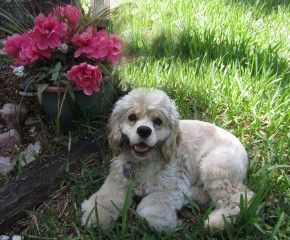 Lily